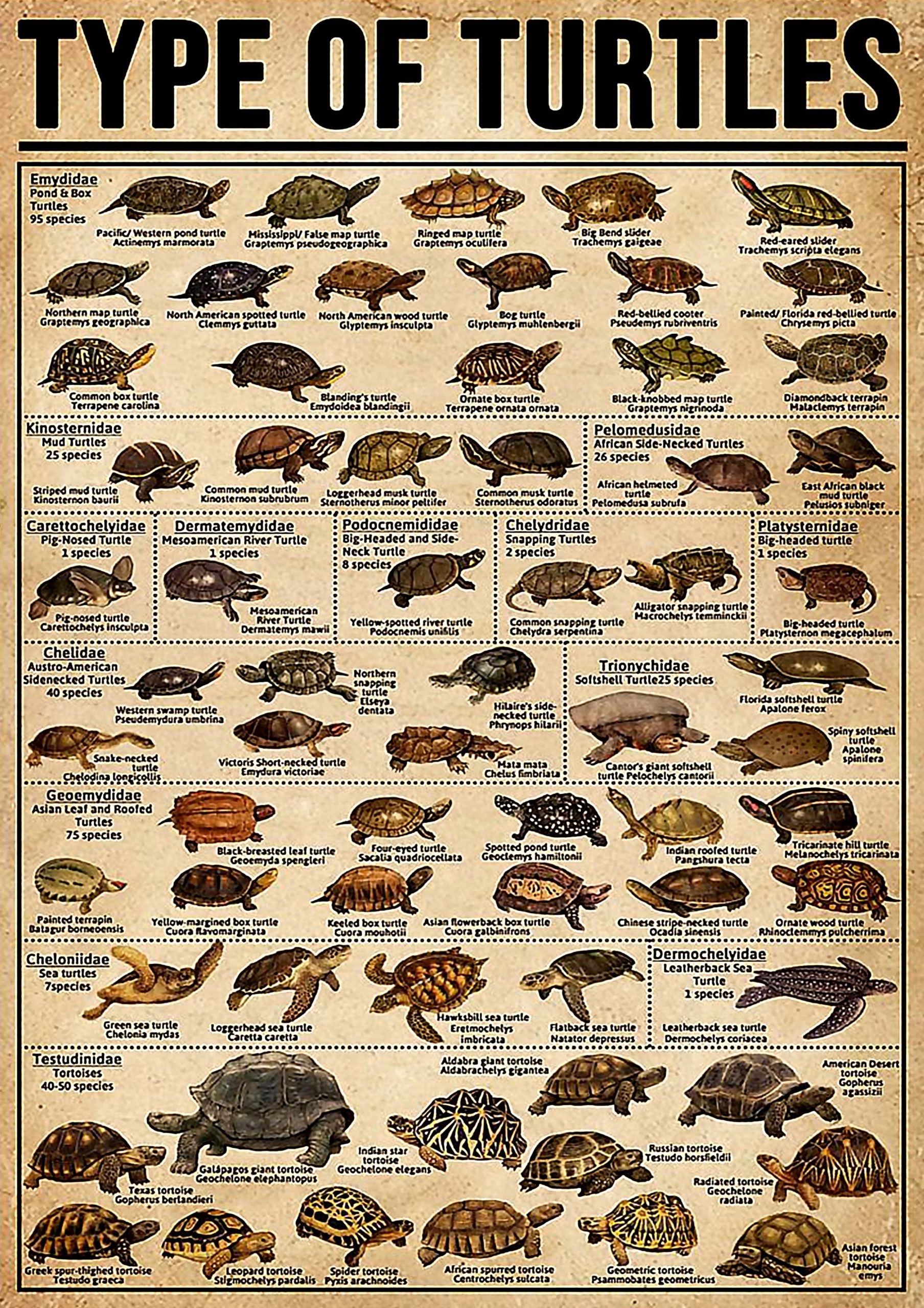vintage type of turtles poster 1