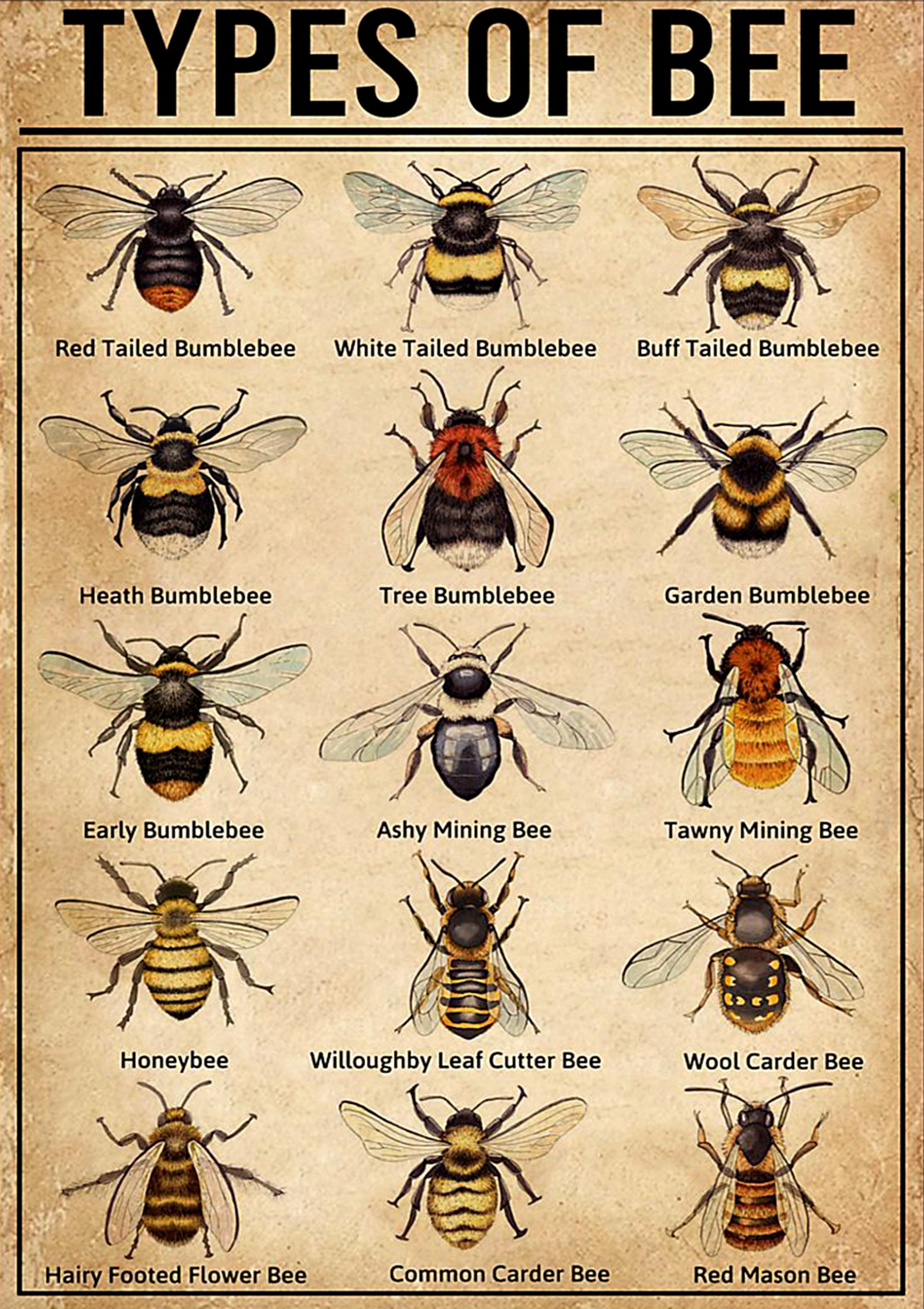 vintage types of bee poster 1