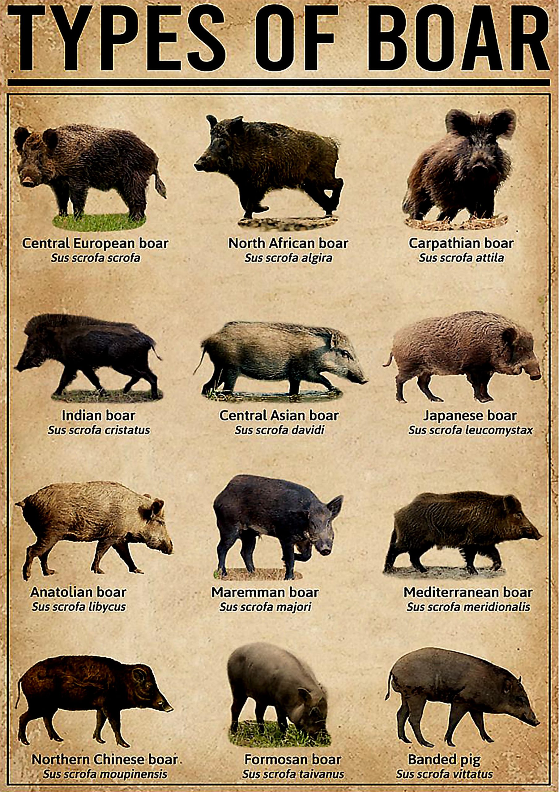 vintage types of boar poster 1
