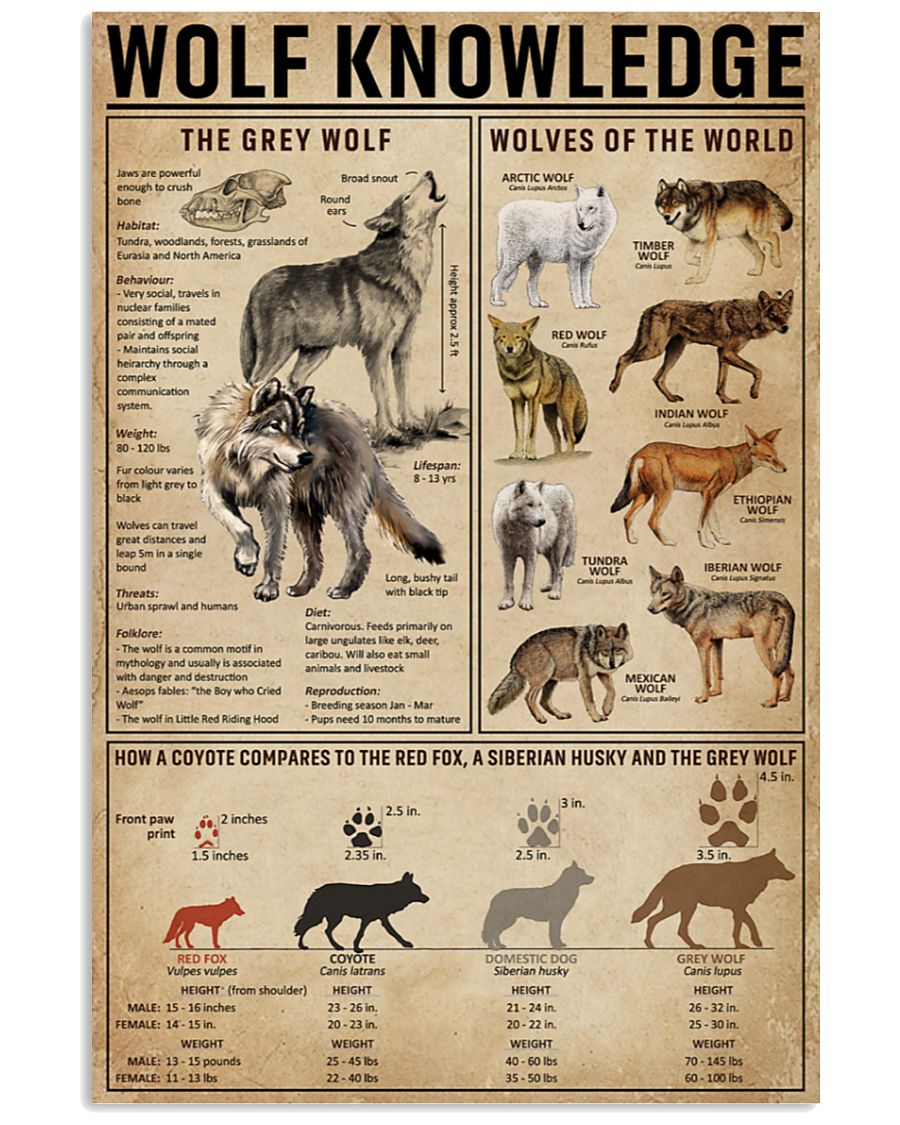 vintage wolf knowledge the grey wolf poster 2
